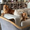 arlo_and_willow