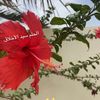 ayidh.505