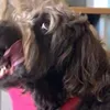 pipzedog