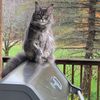 kittykat7878