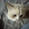 koshko.zhena