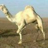 user508874845207eg