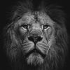 saleh_qatar88