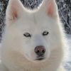 huskymom125