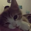 thismecatwoman