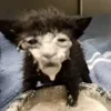 tyllauxk