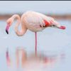.flamingo22