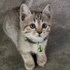 nae_1029