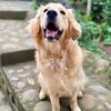 milothegoldencr