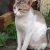 mamahnur747