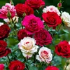 saraysaray596