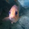 vclbuonngu