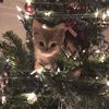 thecozycandycane