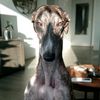 floki_the_galgo
