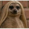 meerkat4421