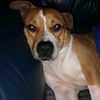 staffiebro