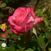 userjctytxt1ph