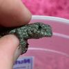 spade_the_gecko