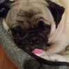 lucygoosethepug