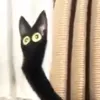 doedead