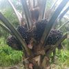 afriansyahputrasir