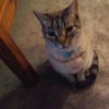 debbielittle610