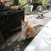 novithacing93
