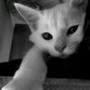 jasmin14xd