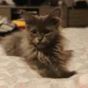 emlin_gramlin