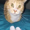 blessedcatlady
