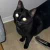 pome_dori