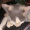 momoociii0