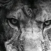 el_diablo1233