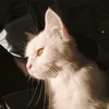 maniimalang3