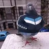 abcxyz.comno1