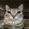 okveok