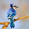 blue_jay17