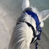 ziad13368