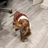 lola_cocker_spaniel_