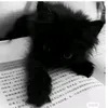 cute_miw_