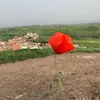 sefeli75