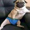 thejorkinpug