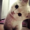euaeuae