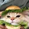 lettuce355