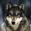 silverwolf1592