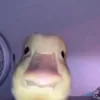 ngphamnguyen_09
