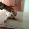 rapli9277