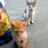 jeprokelo.com