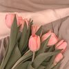 pinkblushtulips