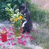 stellas_bunny_family_